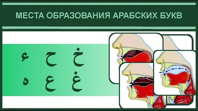 6. Места образования букв غ , خ , ع , ح , هـ , ء | Айман Сувейд (русские  субтитры) - YouTube