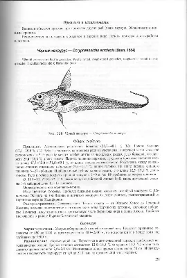 Макрурус оптом по цене от производителя