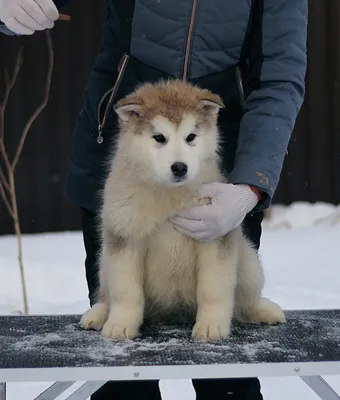 Royal-Pets: Маламут, маламут фото, аляскинский маламут, собака маламут,  маламут цена, щенки маламута