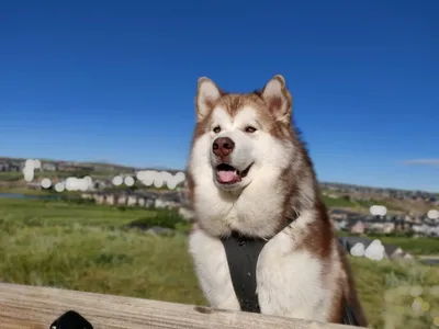 Дрессировка Аляскинский Маламут Минск и область. Alaskan Malamute |  Дрессировка собак в Минске. Дрессировка собак, социализация, коррекция  поведения, воспитание щенков.