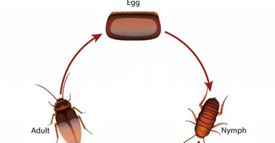 Тараканы в квартире: как они появляются и как их уничтожить
