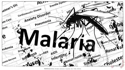 Малярия — ТОГБУЗ \"МДС \"Ласточка\"