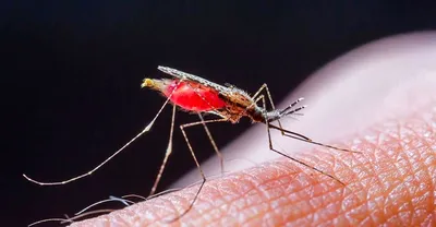 Малярия | Городская поликлиника №72