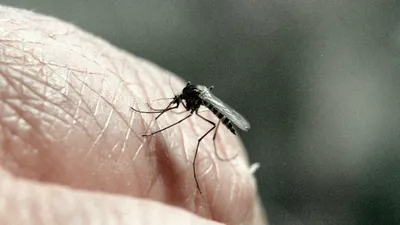 Малярия в картинка Биомолекулы.: dok_zlo — LiveJournal