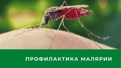ВОЗ: заболеваемость малярией в 2022 году возросла на 16 миллионов случаев -  РИА Новости, 30.11.2023