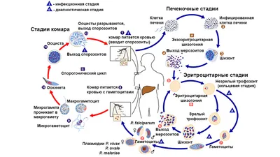 Малярия. Освобождение Малярийных Паразитов Из Красных Кровяных Телец.  Мерозоитов Малярийного Плазмодия, Plasmodium Трехдневной, Plasmodium  Malariae Или Plasmodium Овального Фотография, картинки, изображения и  сток-фотография без роялти. Image 49246650