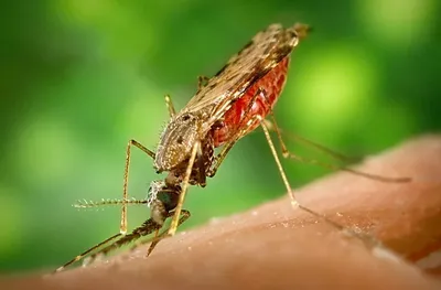 Малярия смертоноснее КВИ, но никто не вводит локдаун – новая тема  обсуждения в казнете