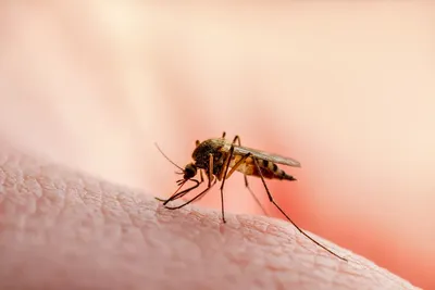 В Псковской областной инфекционной больнице выявлен случай малярии