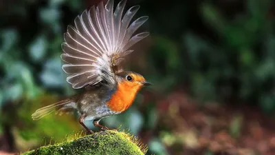Исследование: шум уличного движения делает птиц более агрессивными ⋆ НИА  \"Экология\" ⋆