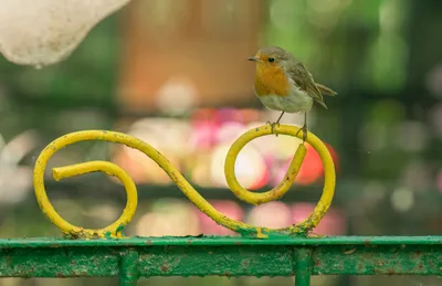 Птица малиновка» — создано в Шедевруме