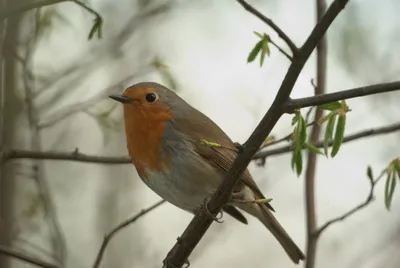 Ещё одна малиновка. Дом нашла. Another robin. This bird is sold. #валяние  #сухоеваляние #игрушкиизшерсти #птица #малиновка #felting… | Instagram