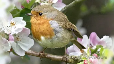 The voices of the birds As the Japanese Robin sings (Erithacus akahige) -  YouTube