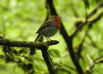 маленькая малиновка стоит на камне с листьями на нем, очаровательная  маленькая птичка малиновка, Hd фотография фото, птица фон картинки и Фото  для бесплатной загрузки