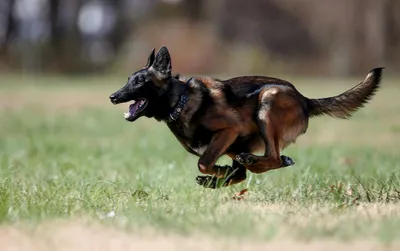 K9 полицейская собака бельгийская овчарка малинуа Стоковое Фото -  изображение насчитывающей собаки, парк: 222749182