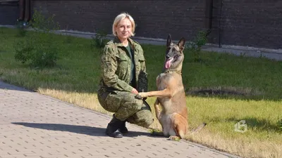 Самой умной породой собак названа бельгийская овчарка малинуа — Новые  Известия - новости России и мира сегодня