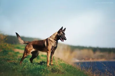 Малинуа (Belgian Malinois, Бельгийская овчарка малинуа) :: собакен ::  живность :: фото / смешные картинки и другие приколы: комиксы, гиф  анимация, видео, лучший интеллектуальный юмор.