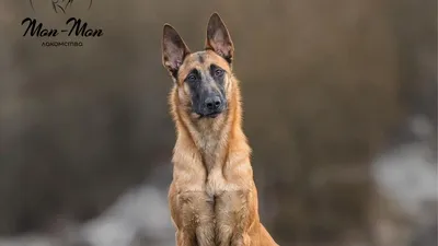 Belgian Malinois Бельгийская овчарка Малинуа кобель для вязки: 200 $ -  Вязка Киев на Olx