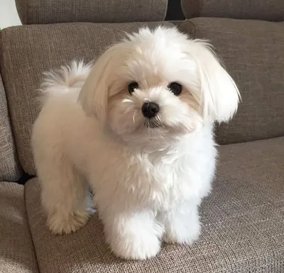 Щенок Мальтезе | Maltese puppy, Cute dogs, Puppies