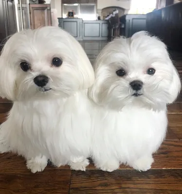 Мини мальчик мальтийская болонка (bichon maltese)