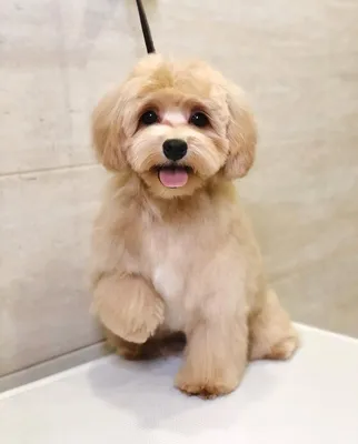 До какого возраста растут Maltipoo?