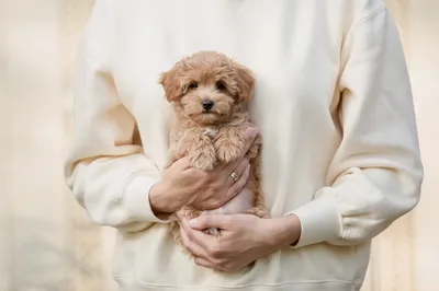 Сохраняй подборку идеальных стрижек для мальтипу от Barber Pet. ⠀ Немного о  породе мальтипу. Это гипоаллергенная порода, которая обладает… | Instagram