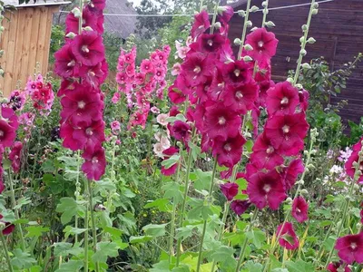 Мальва (Malva sylvestris)