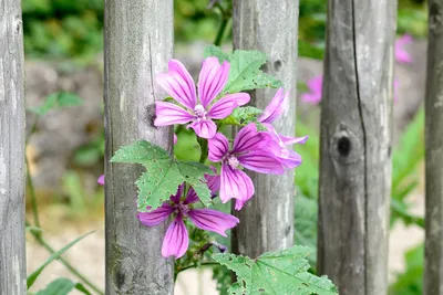 Malva sylvestris - Wilde Malve | 1 Gramm | 62350.1