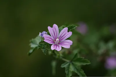 Wallpaper Pink color Malva flower Flower-bud