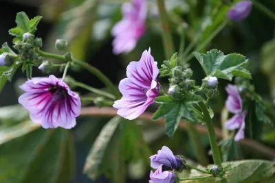 Moschus-Malve, Malva moschata - Wildblüten