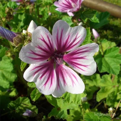 Wilde Malve, Malva sylvestris - Wildblüten