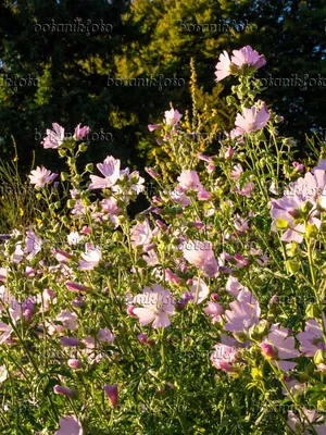 Malva sylvestris 'Zebrina': Lubera.de