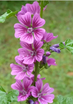 Image Petals Malva Flowers Vase