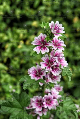 Malva Seeds, Sylvestris Mystic Mixture – McKenzie Seeds