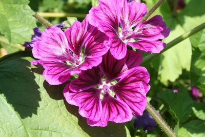 Malva Sylvestris, Malve, Malva Sylvestris Lizenzfreie Fotos, Bilder und  Stock Fotografie. Image 206885593.