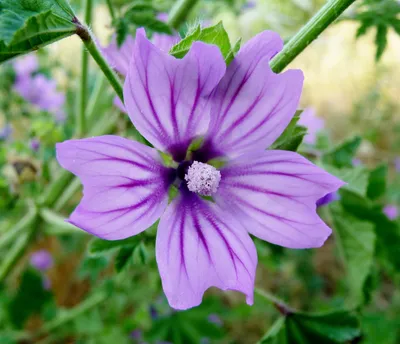 Images Malva - Images of Plants and Gardens - botanikfoto