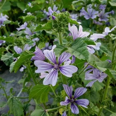 Malva Sylvestris - Seedie.ie