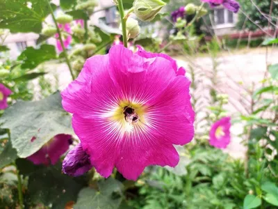 File:Malva sylvestris, flower 1.JPG - Wikimedia Commons