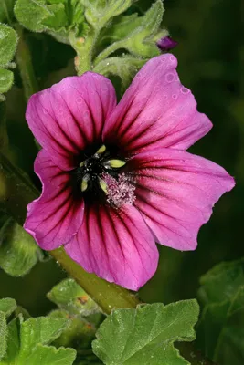 Malva arborea – Buy seeds at rarepalmseeds.com