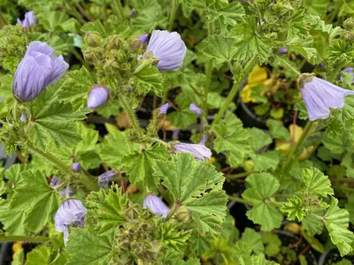 Malva trimestris (Sommer-Strauchpappel) - iFloraShop - Fotos und  historische Zeichnungen (Plant images and historical drawings)