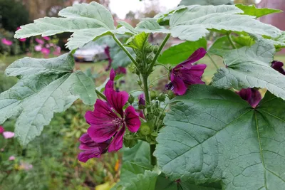 File:Malva sylvestris — Flora Batava — Volume v1.jpg - Wikimedia Commons