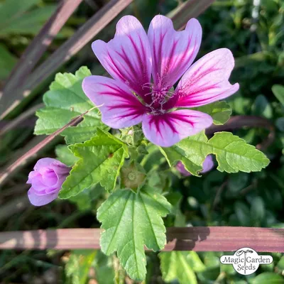 Malva arborea - Wikispecies