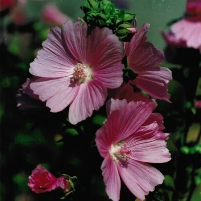 Großes Käsekraut - Malva sylvestris 'Blue Fountain'