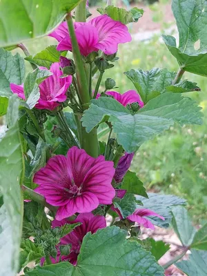 Mallow (Malva sylvestris) - Buy Online from The Culinary Herb Company