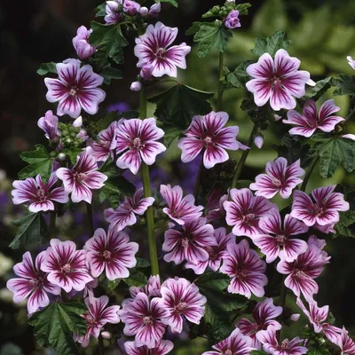 Großes Käsekraut - Malva sylvestris