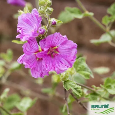 Malva 'Mauritanica' Organic