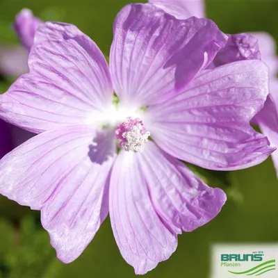 Common mallow (Malva sylvestris var. mauretiana) – Lindelyst