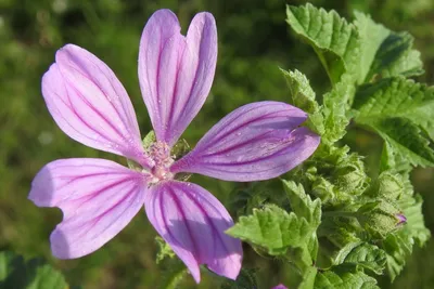 Zebrina Malva Seeds 6560 | OSC Seeds