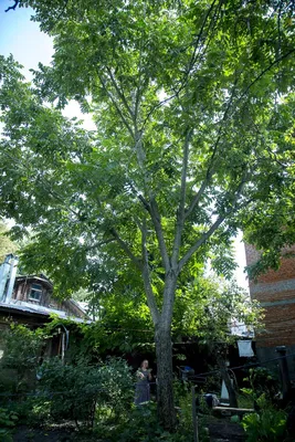 Орех маньчжурский (Juglans mandshurica) - Питомник и Садовый центр Русские  Деревья