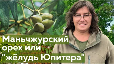 Купить Орех маньчжурский (Juglans mandshurica) от 399 руб. в  интернет-магазине Архиленд с доставкой почтой по Москве и в регионы