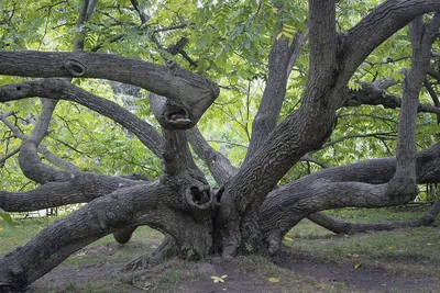 Маньчжурский Орех Juglans mandshurica купить в интернет-магазине Ярмарка  Мастеров по цене 110 ₽ – MSTEKBY | Природные материалы, Екатеринбург -  доставка по России